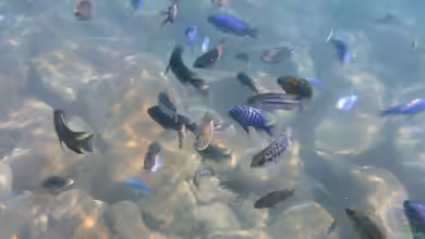 Ein Malawi Aquarium einrichten