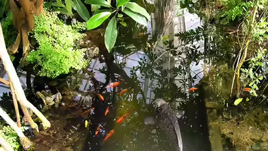 Ein Mangroven-Biotop einrichten: Die Herausforderungen für den Aquarianer