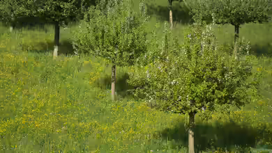 Ein neuer Obstbaum am alten Platz 