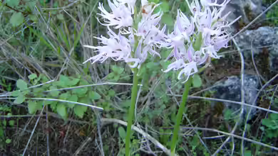 Ein Paradies für Orchideen: Der optimale Standort für diese exotischen Schönheiten