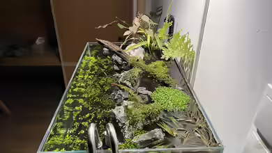 Ein Poolaquarium einrichten