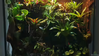 Ein Regenwaldterrarium einrichten