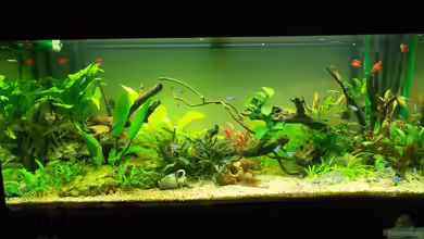 Ein schönes miteinander von FIsch89