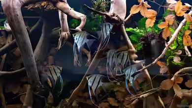 Ein Südamerika-Biotop-Aquarium einrichten
