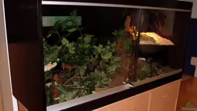 Ein Terrarium gebraucht kaufen: Was ist zu beachten?