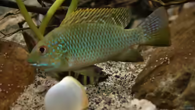 Ein Tilapia aus Kamerun