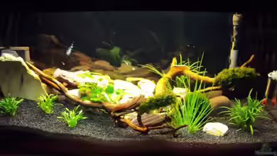 Ein Traum für Fächergarnelen von Fabian Kühn