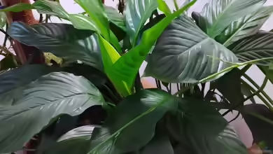 Einblatt (Spathiphyllum)