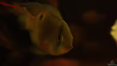 Eine edle Marone für das Aqua,der Maroni ??? Buntbarsch !!!