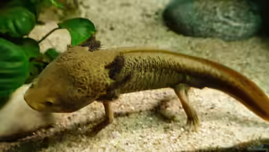 Eine Herausforderung: Axolotl mögen es kühl