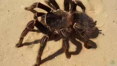 Eine neue Vogelspinne: Was ist beim Kauf zu beachten?