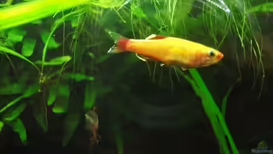 Eine Ode an den Kardinalfisch!