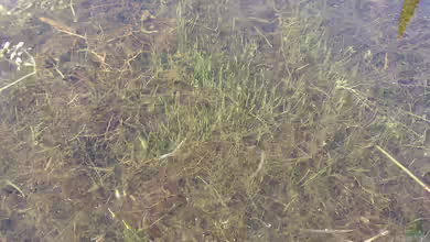 Eine Sauerstoff produzierende Pflanze: Eleocharis acicularis
