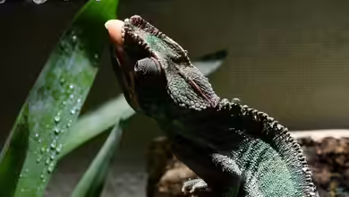 Eine Trinkmöglichkeit passend im Terrarium integriert