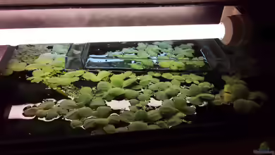 Einen Aufzuchtkasten im Aquarium verwenden