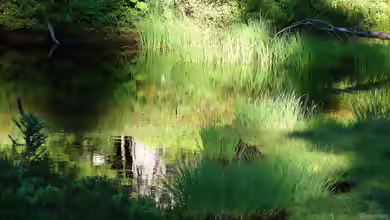 Einen Gartenteich anlegen und betreiben