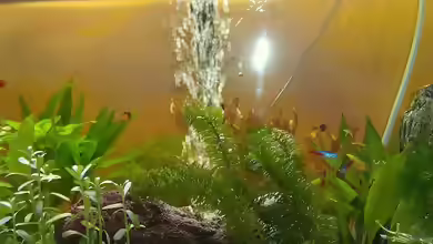 Einen Luftausströmer im Aquarium