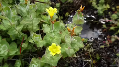 Einen Sumpf im eigenen Garten schaffen