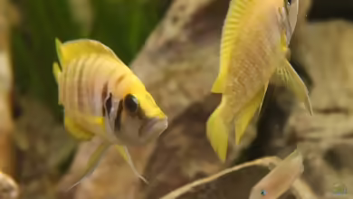 Einrichtungsbeispiele für Altolamprologus calvus