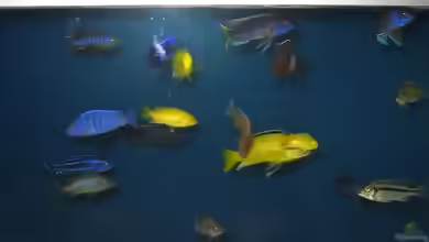Einrichtungsbeispiele für Aquarien mit 3D-Rückwand