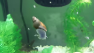 Einrichtungsbeispiele für Aquarien mit Blasenschnecken