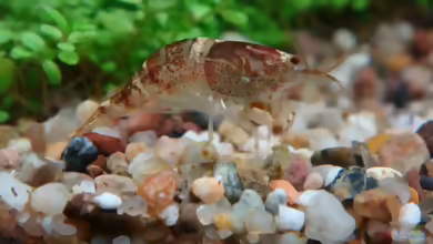 Einrichtungsbeispiele für Aquarien mit Hummelgarnelen