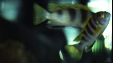 Einrichtungsbeispiele für Aquarien mit Labidochromis sp. perlmutt