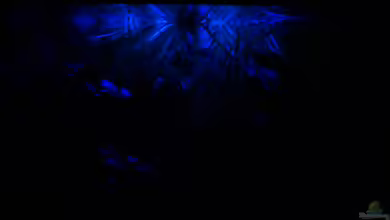 Einrichtungsbeispiele für Aquarien mit LED-Mondlicht