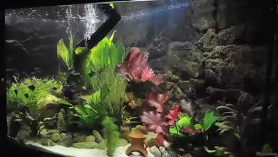 Einrichtungsbeispiele für Aquarien mit LED-Mondlicht