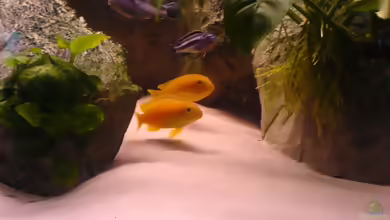 Einrichtungsbeispiele für Aquarien mit Melanochromis johannii