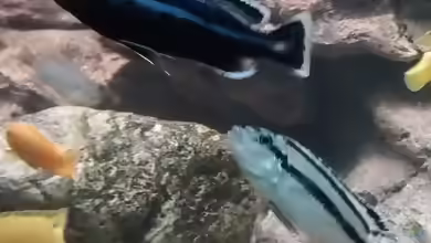 Einrichtungsbeispiele für Aquarien mit Melanochromis parallelus