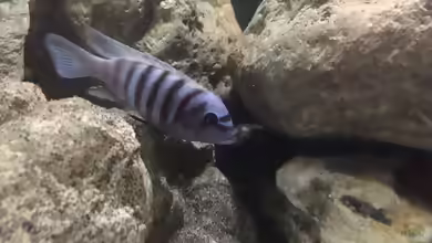 Einrichtungsbeispiele für Aquarien mit Metriaclima