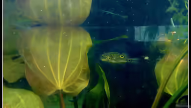 Einrichtungsbeispiele für Aquarien mit Palembang-Kugelfisch