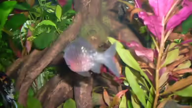 Einrichtungsbeispiele für Aquarien mit Pethia nigrofasciata