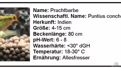 Einrichtungsbeispiele für Aquarien mit Prachtbarben