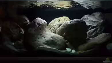 Einrichtungsbeispiele für Aquarien mit Produkten von Rockzolid