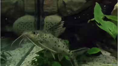 Einrichtungsbeispiele für Aquarien mit Synodontis multipunctatus