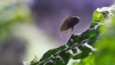 Einrichtungsbeispiele für Aquarien mit Tropheus moorii Ikola