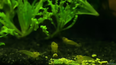 Einrichtungsbeispiele für Aquarien mit Yellow Fire Garnelen
