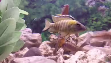 Einrichtungsbeispiele für Aulonocara stuartgranti ´hai reef´