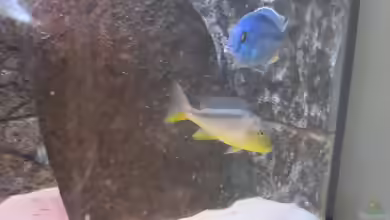Einrichtungsbeispiele für Chilotilapia rhoadesii