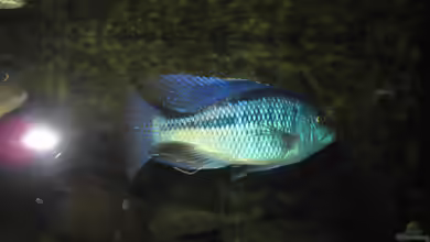 Einrichtungsbeispiele für Chilotilapia rhoadesii