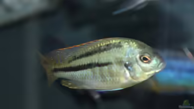 Einrichtungsbeispiele für Chilotilapia rhoadesii