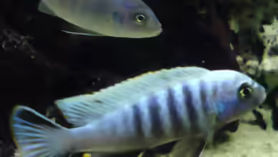 Einrichtungsbeispiele für Cynotilapia axelrodi