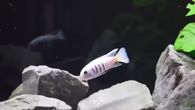 Einrichtungsbeispiele für Cynotilapia sp. ´hara´