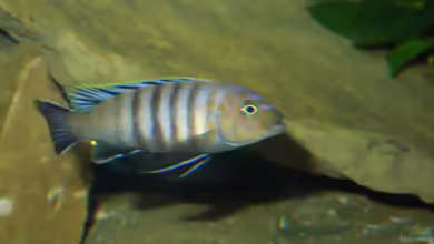 Einrichtungsbeispiele für Cynotilapia sp. ´lion´