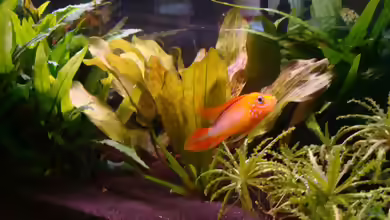 Einrichtungsbeispiele für die Haltung von Apistogramma agassizii