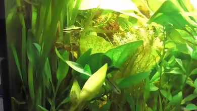 Einrichtungsbeispiele für die Haltung von Apistogramma trifasciata