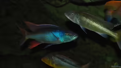 Einrichtungsbeispiele für die Haltung von Champsochromis caeruleus