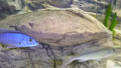 Einrichtungsbeispiele für die Haltung von Champsochromis caeruleus